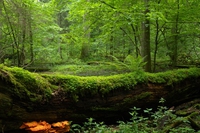 La Polonia deve interrompere il taglio della foresta di Bialowieza, è un ordine