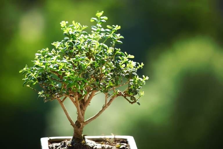 Riflessologia plantare - L'essere umano è come un albero