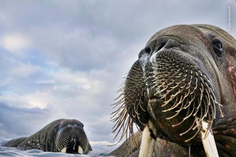 Valter Bernadeschi, Wildlife Photographer of the Year