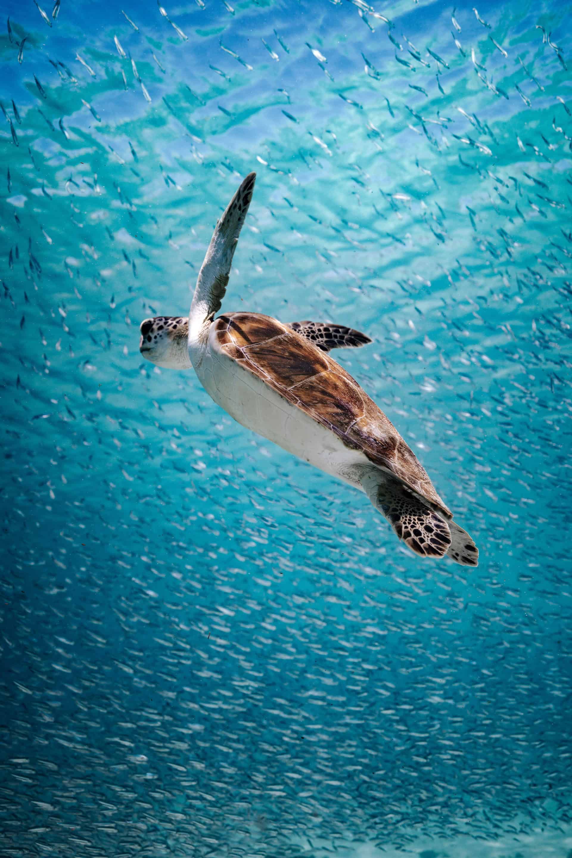 tartaruga marina aruba