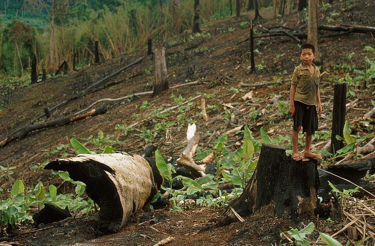 La deforestazione causa emissioni di CO2