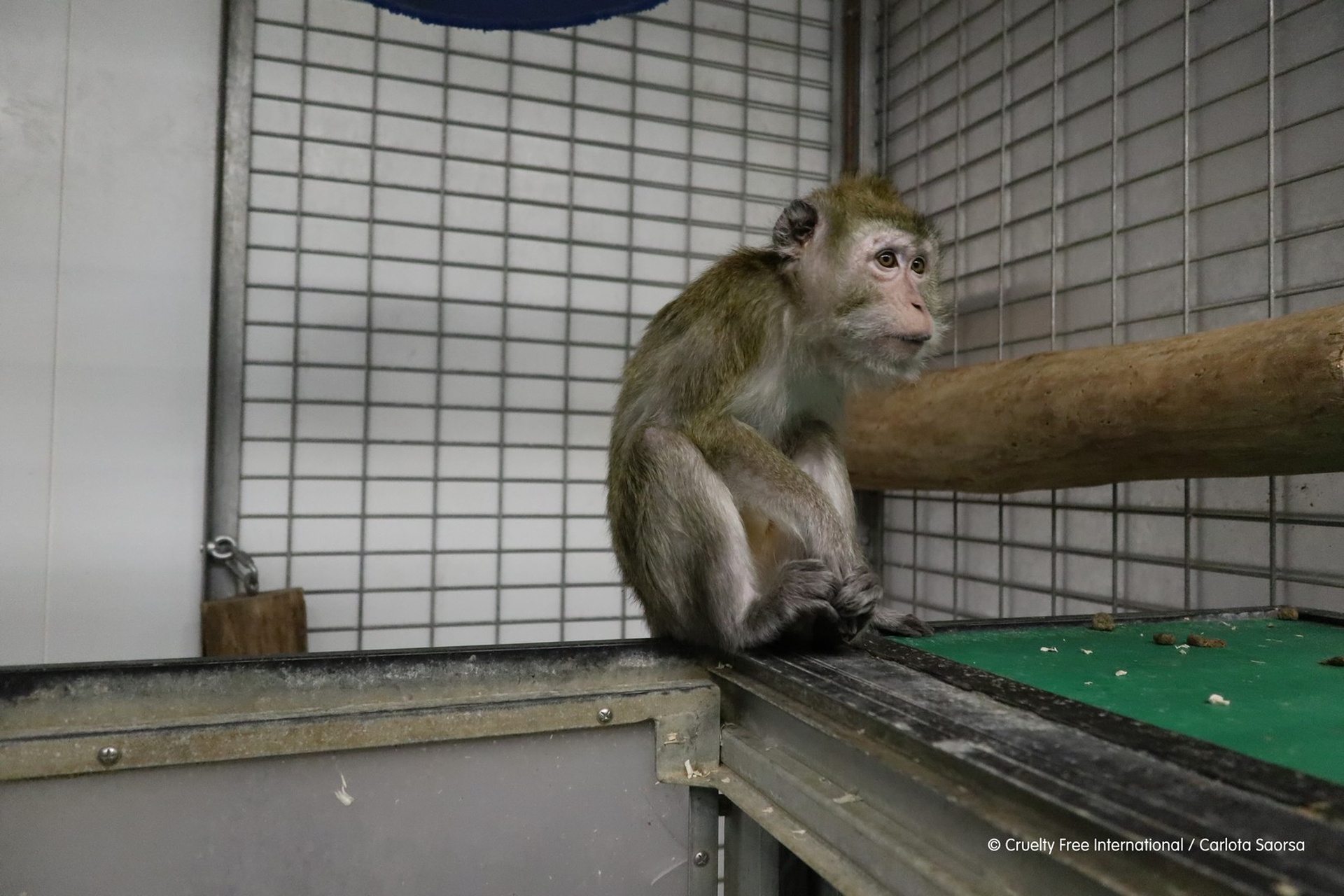 Una scimmia nel laboratorio di Vivotecnia