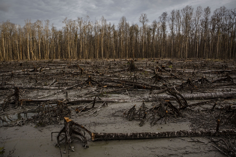 In vent’anni, un’area di foreste tropicali grande come la Valle d’Aosta è stata distrutta per fare spazio alle miniere