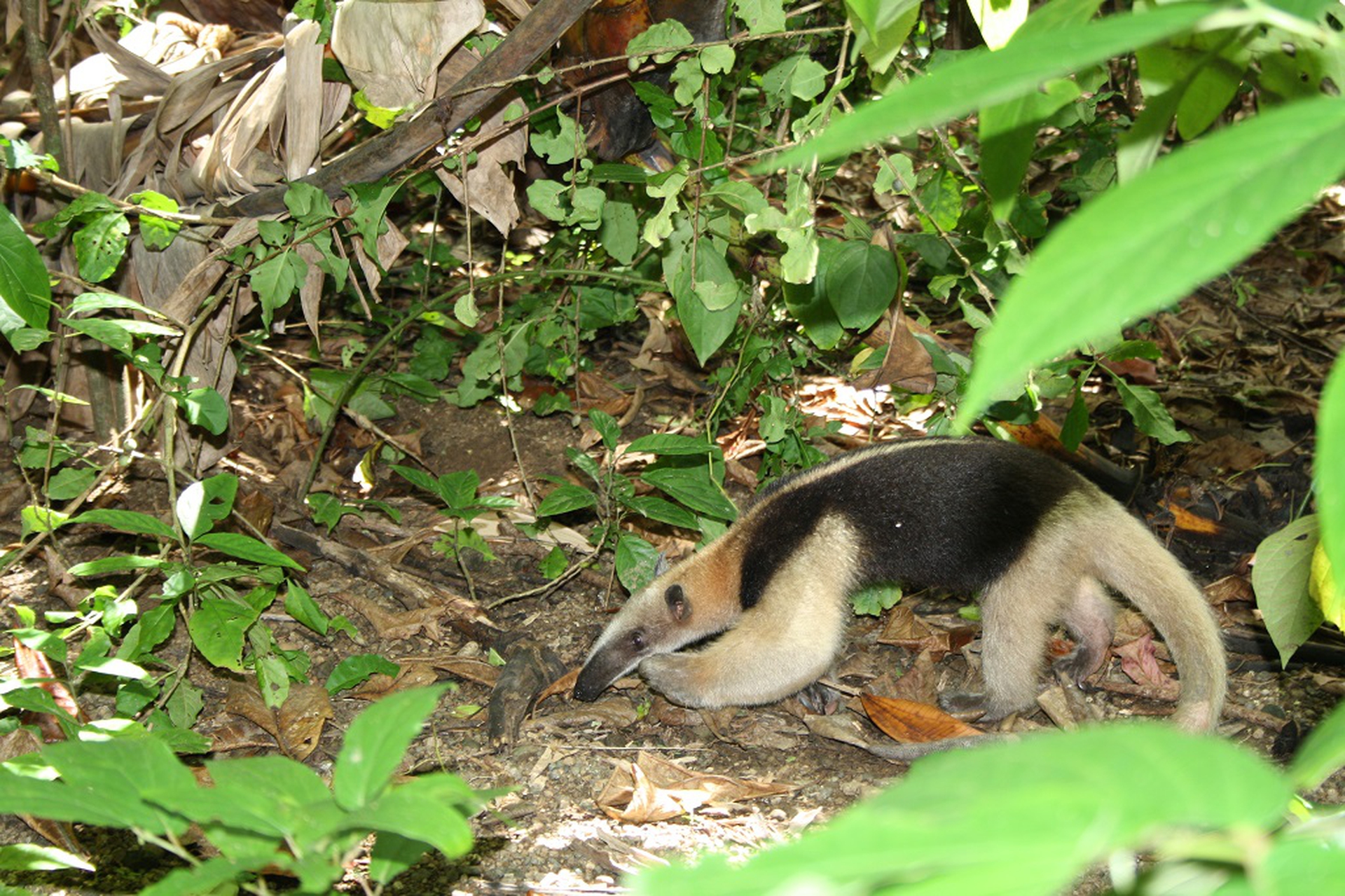 tamandua
