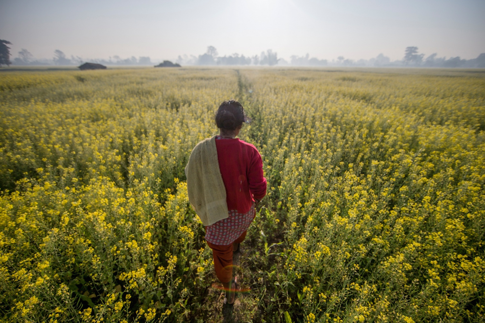 nepal-terai-arc-donna-campo-brassica-rapa-james-morgan-wwf-usa