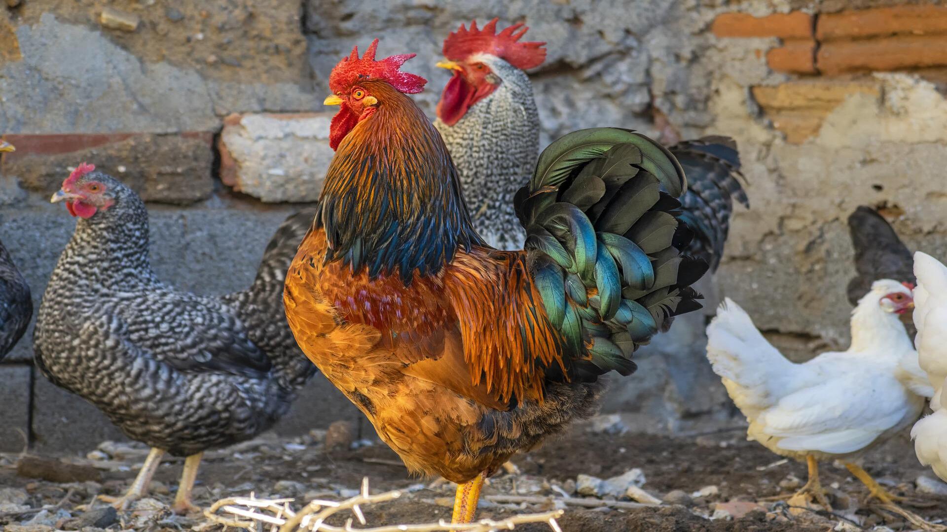 Le galline ornamentali e la tutela della biodiversità - LifeGate