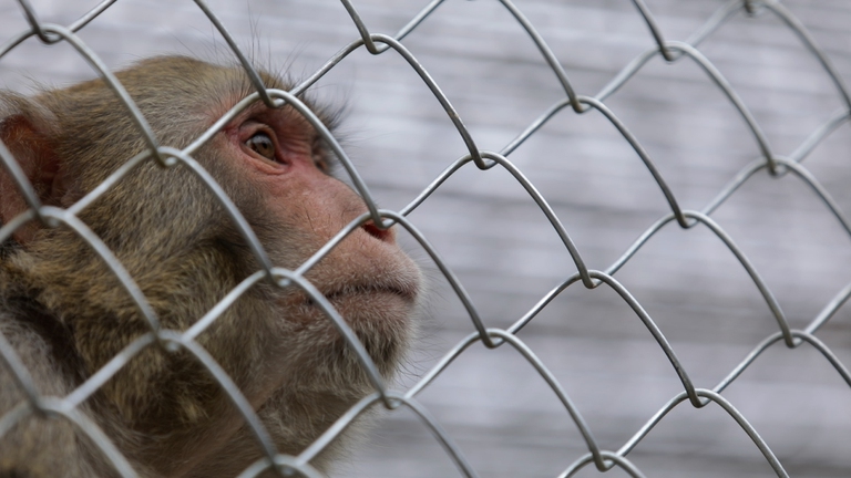 Uno dei macachi ospiti al centro di Semproniano e salvati dalla sperimentazione animale