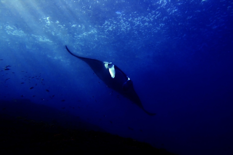 Manta in Indonesia