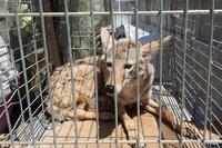 In California era ancora in uso cacciare gli animali per il pelo, ora non più