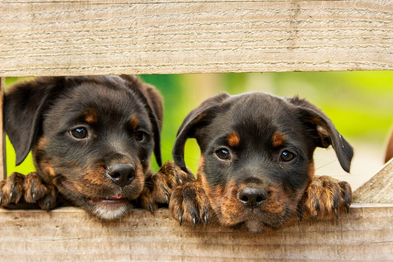 cuccioli rott