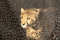 South Sudan has banned all forms of hunting