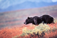 Alaska, una miniera minaccia l’habitat naturale di migliaia di orsi