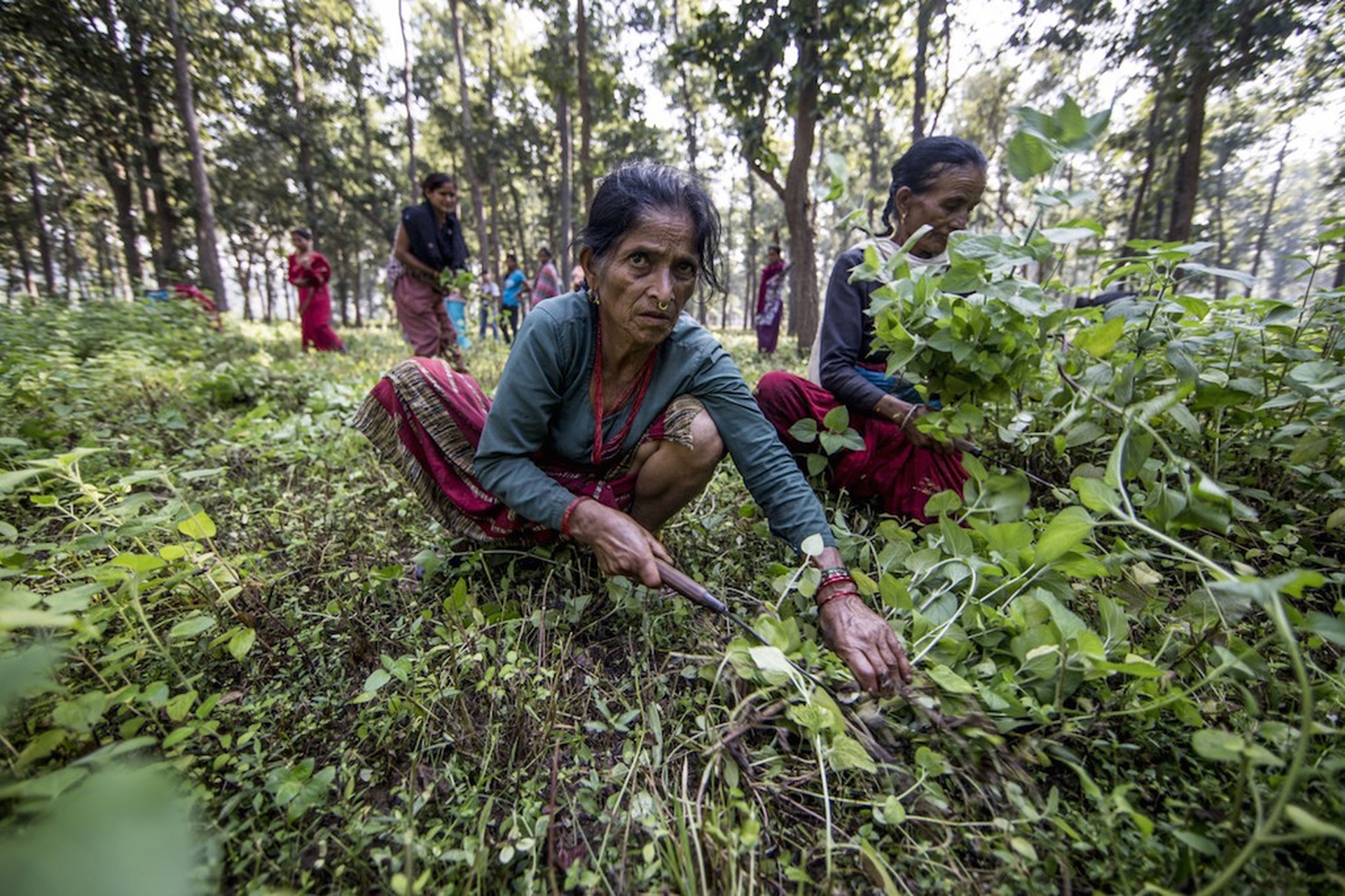 nepal-terai-arc-donna-diserbando-mahila-jagaran-james-morgan-wwf-usa