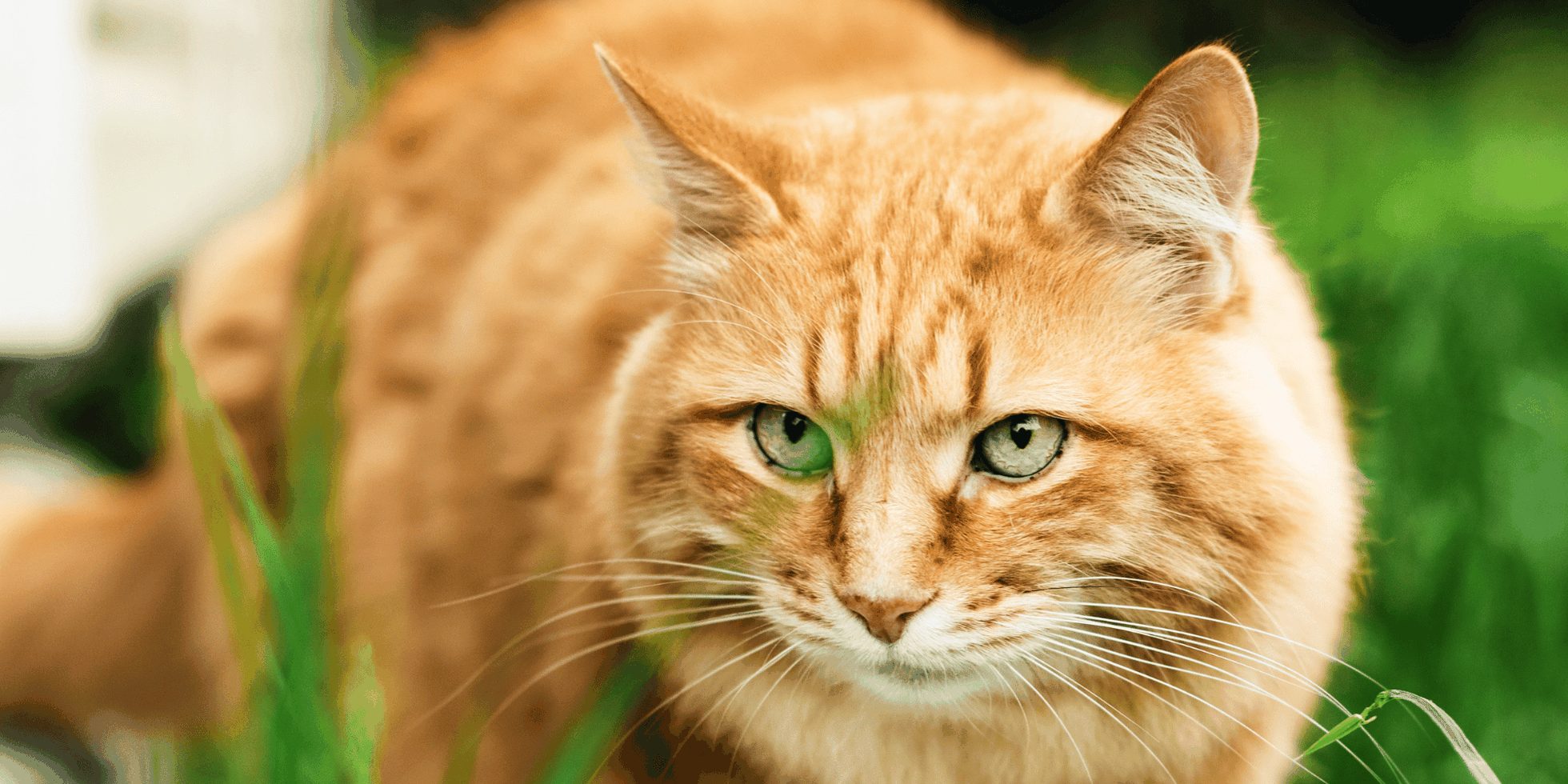 Svelato Il Segreto Dei Gatti Arancioni LifeGate Svelato Il Segreto Dei Gatti Arancioni LifeGate