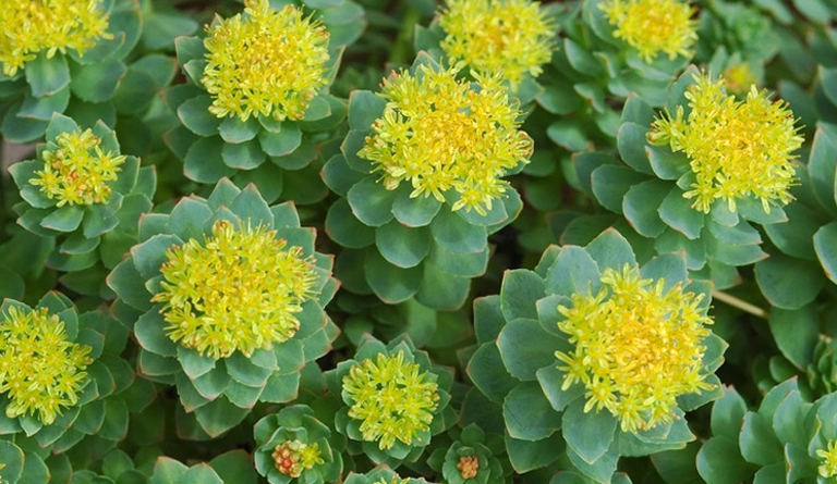 Rhodiola-1