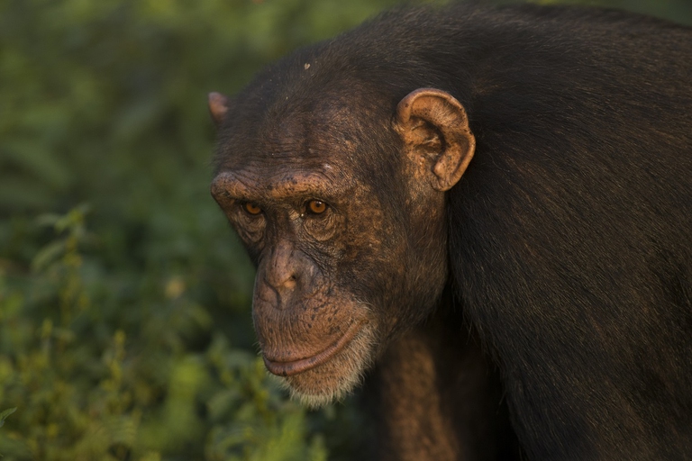 Scimpanzé in Africa