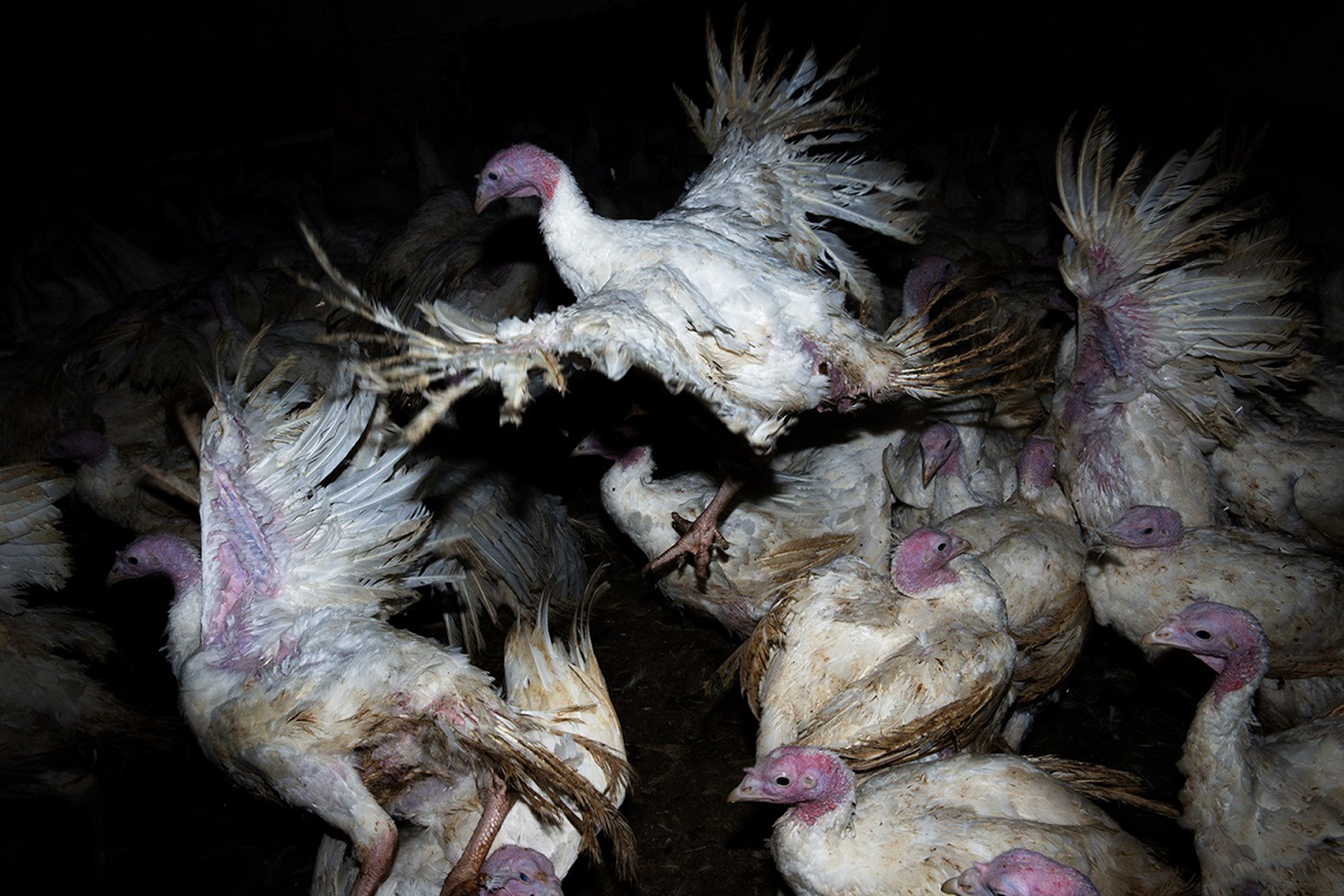 Allevamento di tacchini