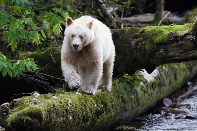 Orso kermode, British Columbia