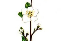CHERRY PLUM (Visciola, mirabolano – Prunus cerasifera)