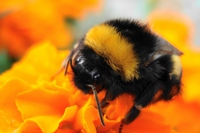 The bumblebees’ last flight: climate change is decimating them