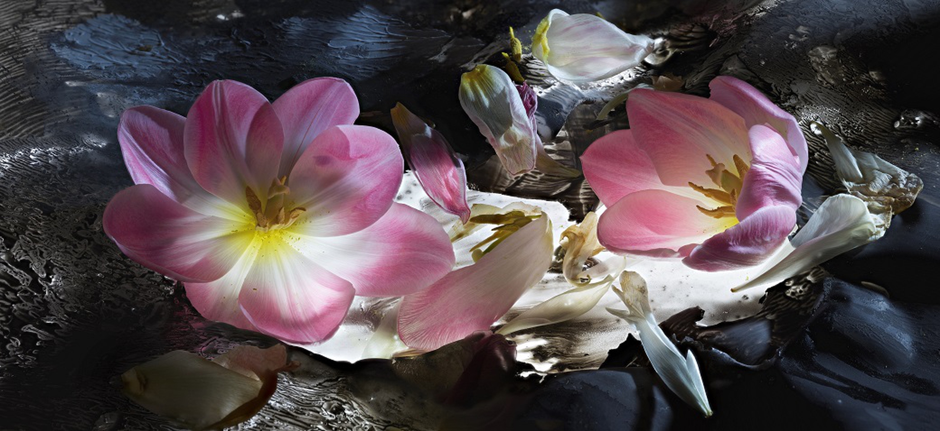 Le foto di Mario Carrieri sono esposte negli ambienti di Villa Carlotta