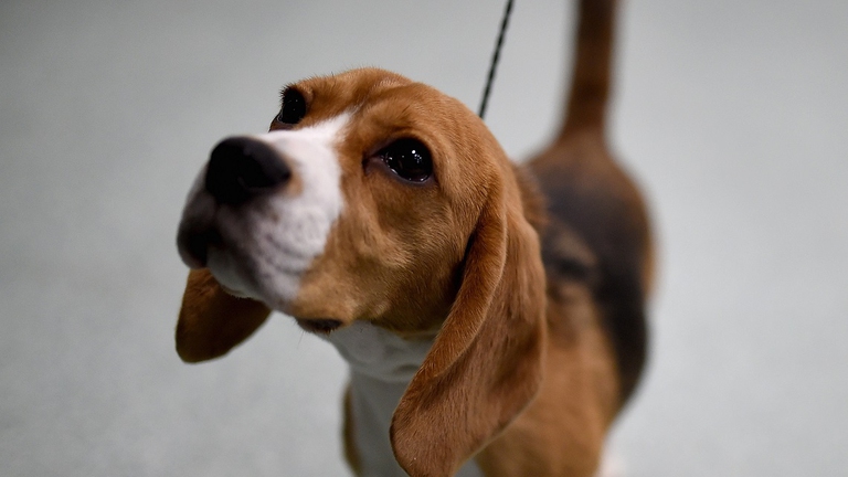Beagle esposto ad una mostra canina