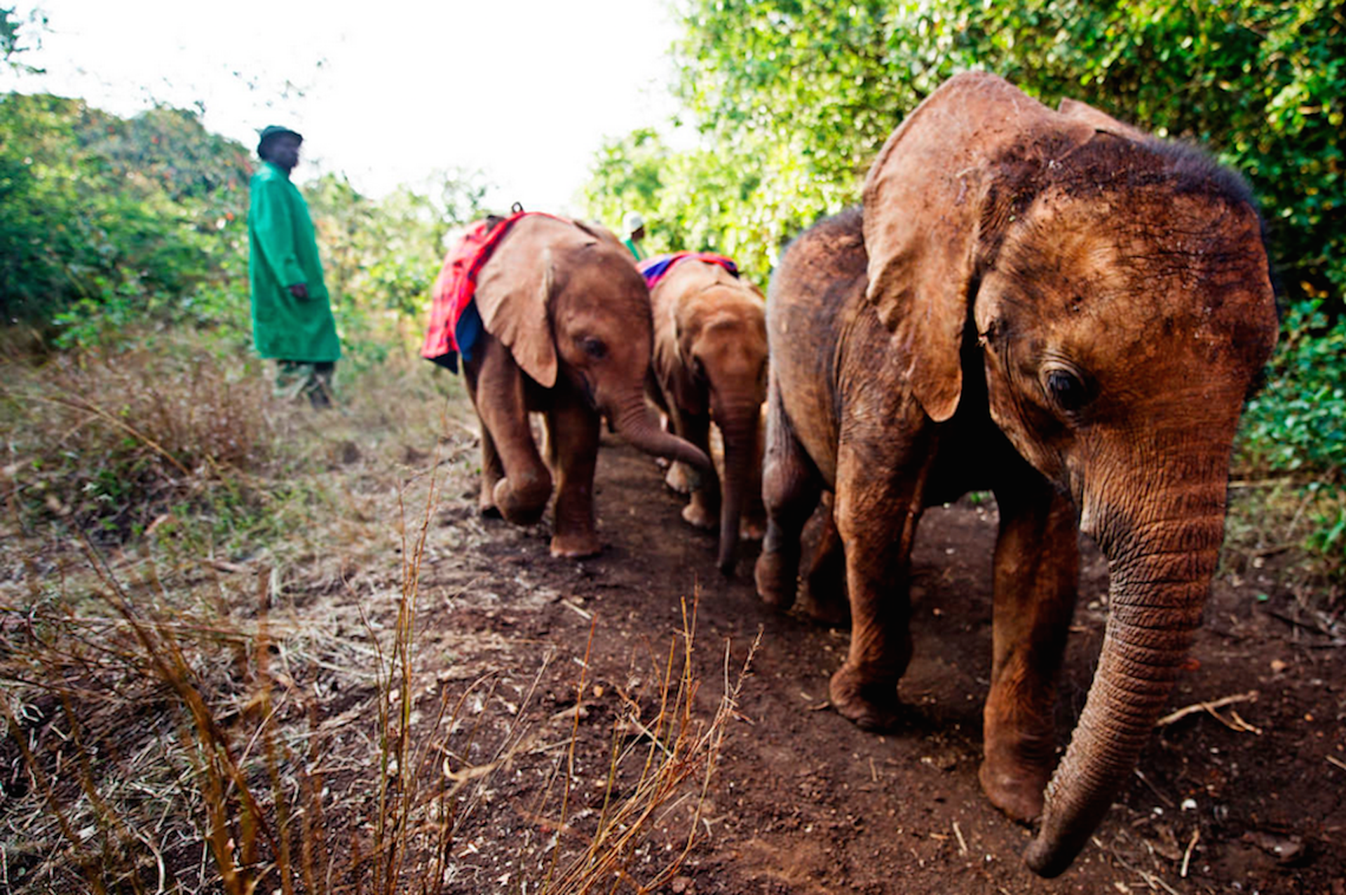 15 elephant-pack