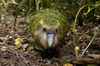 Le 100 specie di uccelli più insolite e minacciate del pianeta