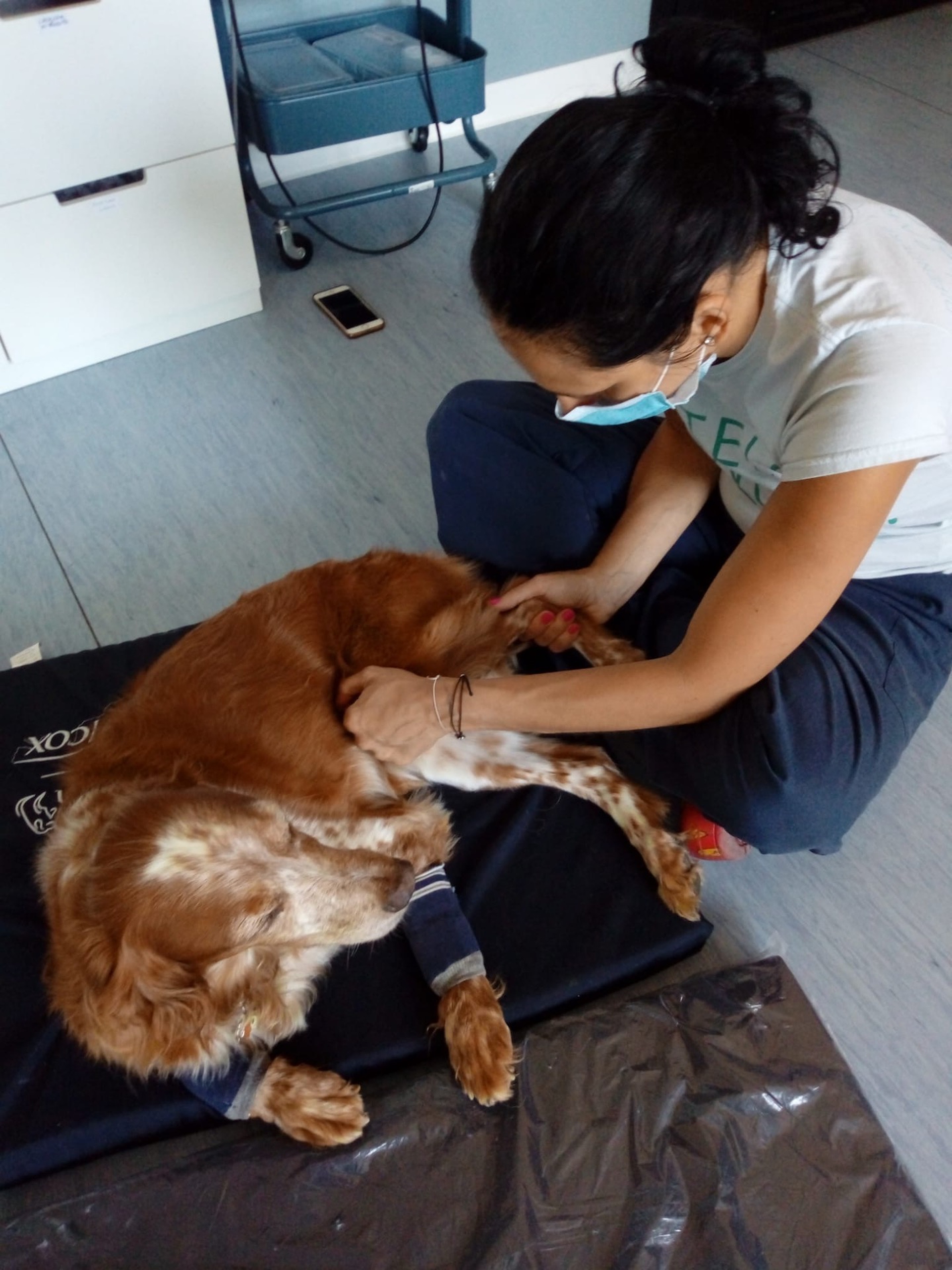 Osteopatia veterinaria