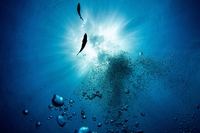 I mari di tutto il mondo sono sempre più caldi, Mediterraneo in testa