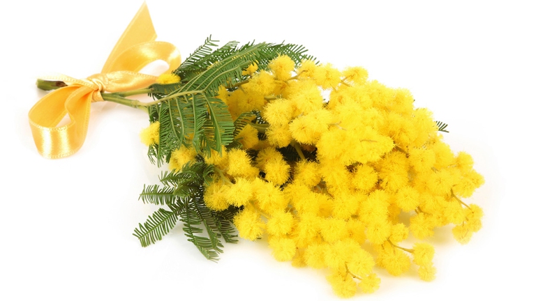 La mimosa è il fiore simbolo della festa della donna
