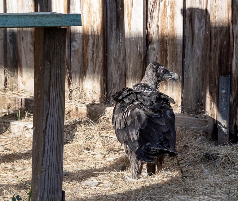 GIovan egipeto pronto ad essere reintrodotto