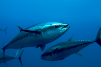 WWF: We lost half of the world’s marine wildlife over the past 45 years