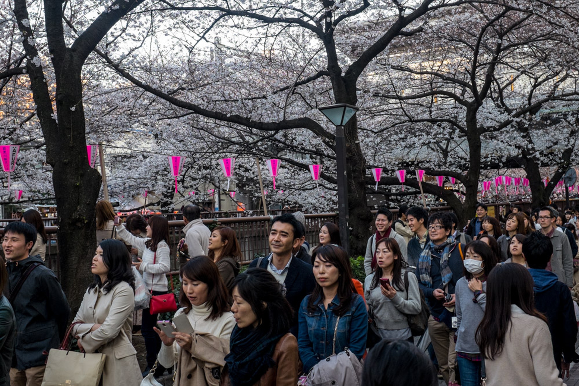 Hanami celebration of the blossoming of cherry trees