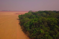 Cosa c’entra la soia con la deforestazione e lo sfruttamento degli animali