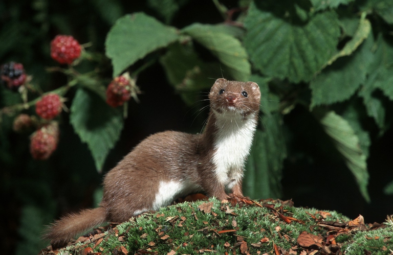 Mustela nivalis