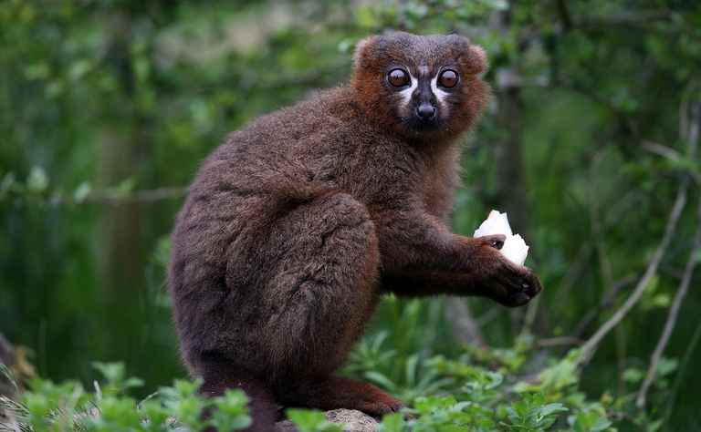 Lemure nello zoo di Bristol