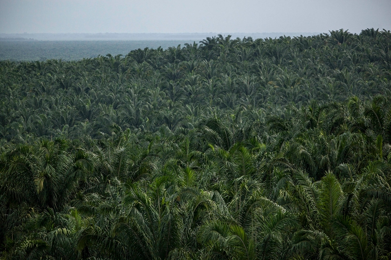 10 tra le principali foreste del Pianeta emettono più CO2 che ossigeno