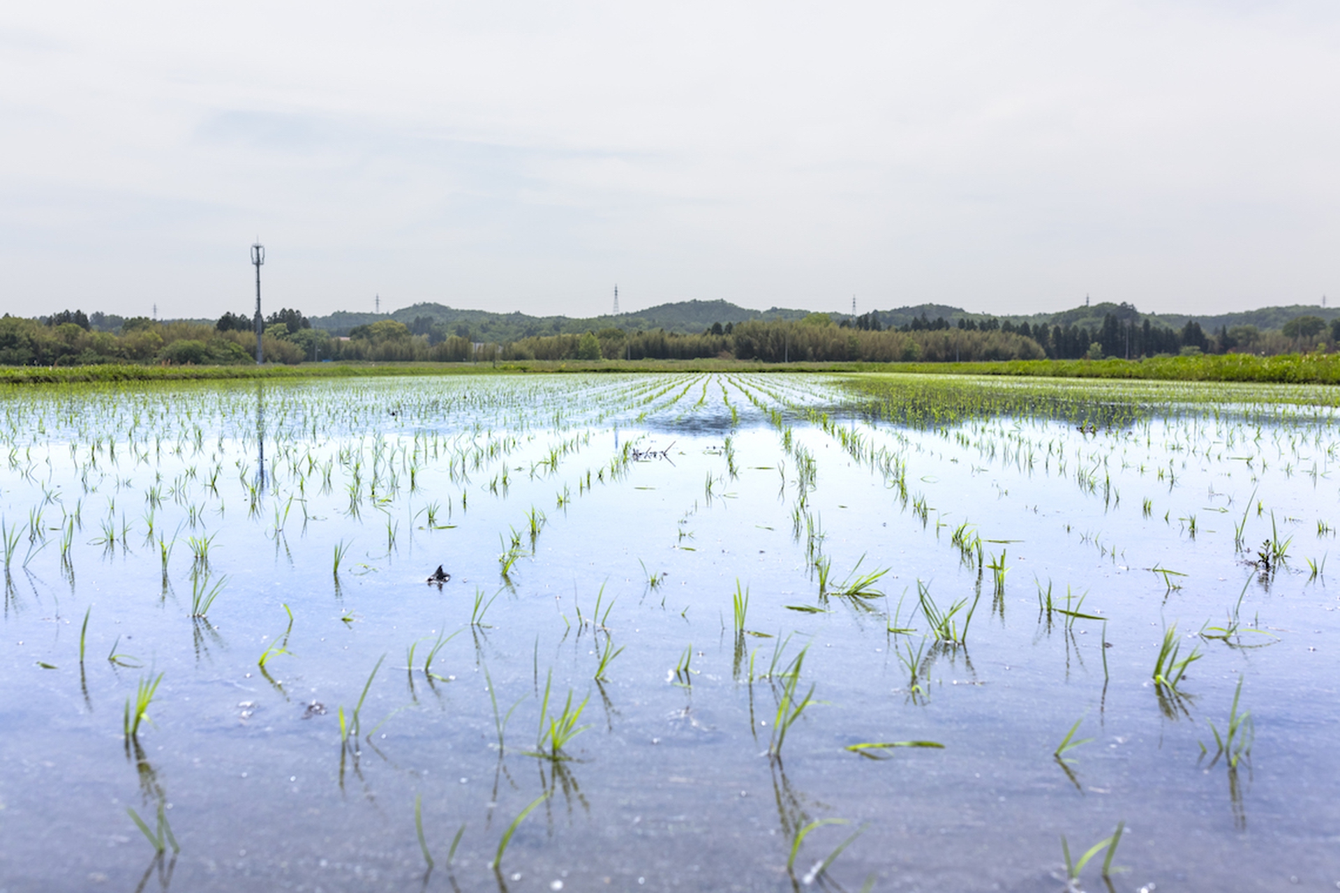 La gente di Fukushima. Un viaggio di rinnovamento a cinque anni dal disastro