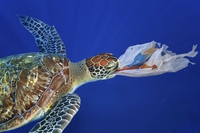 Plastica nel Mediterraneo, presente in 116 specie diverse e in migliaia di esemplari