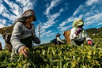 For a sustainable diet, diversify your basket