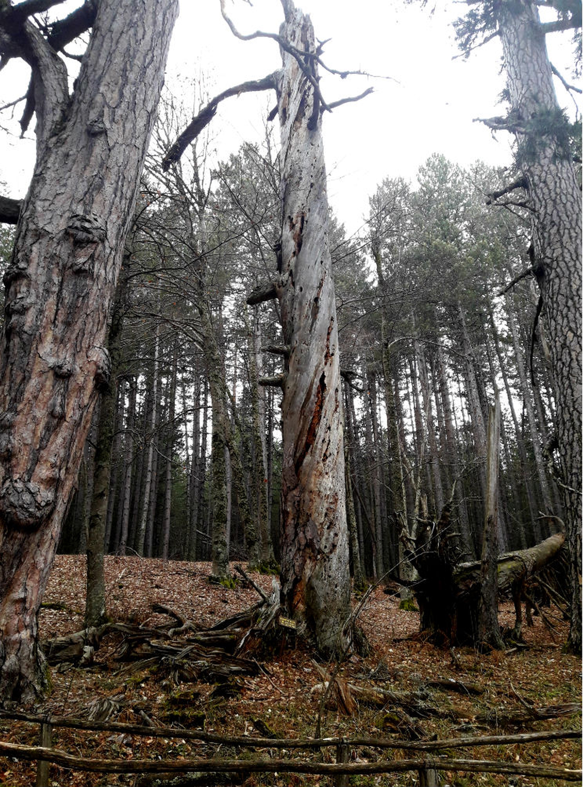 I giganti di Fallistro