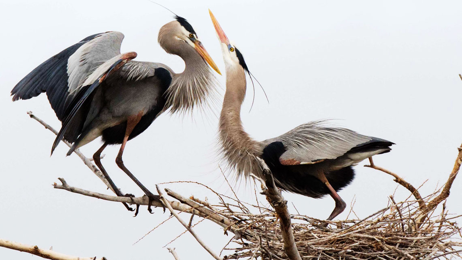 cicogne-corteggiamento