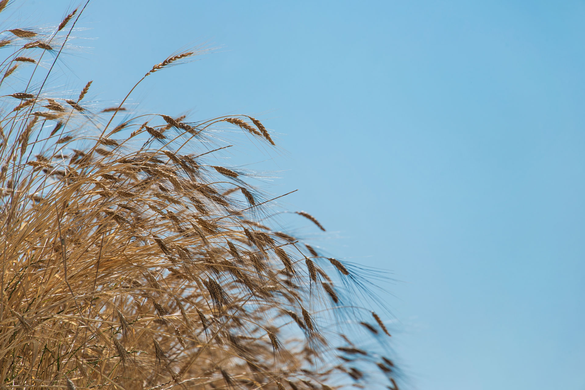 Il biologico: la natura prima di tutto