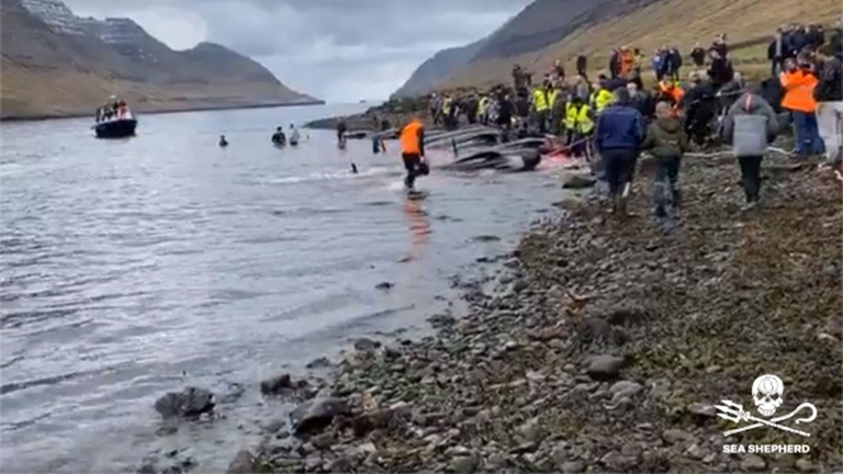 Il primo massacro di cetacei dell’anno alle faroe