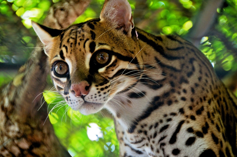 Ocelot arrampicato su un albero