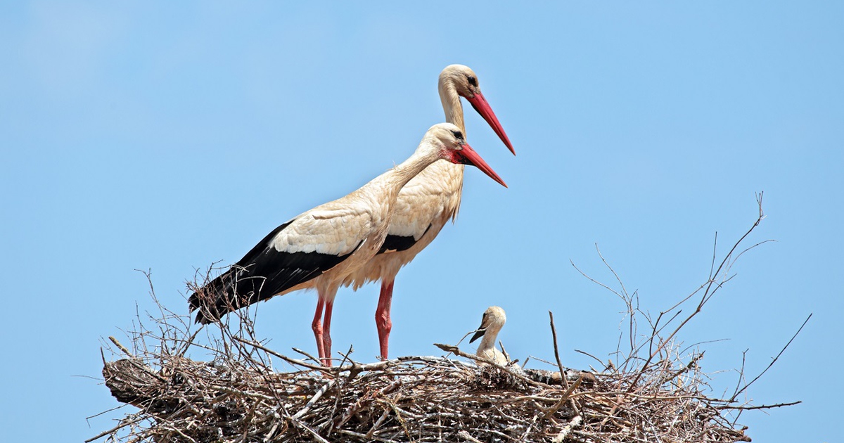 Аисты на крыше. Айст. Прибалтийская страна ее называют страной аистов. Фотография аиста. Семья аистов в гнезде.