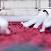 sicurezza alimentare