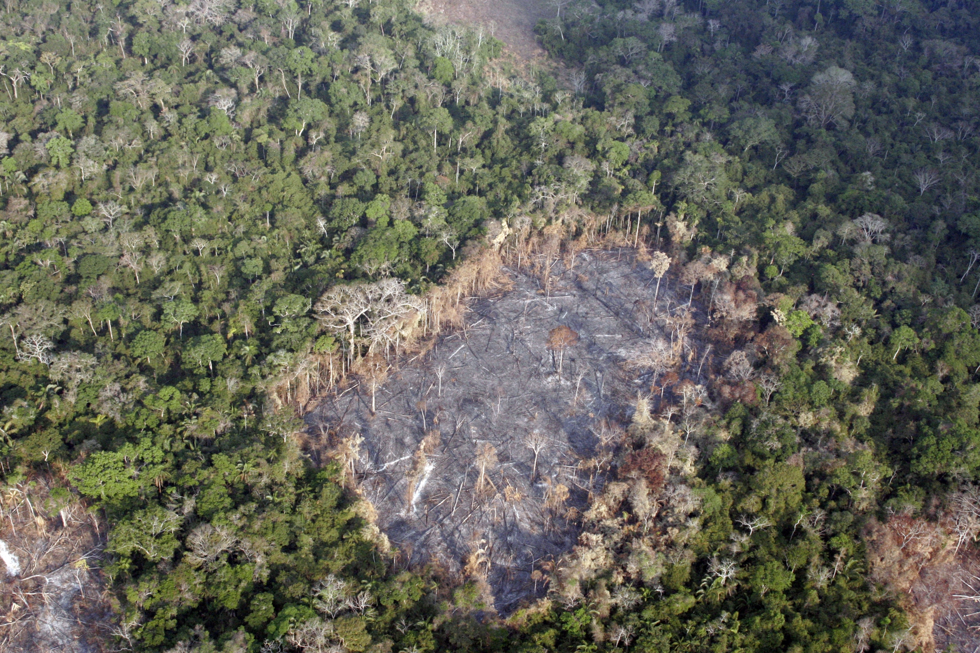 Perché la soia minaccia l'Amazzonia
