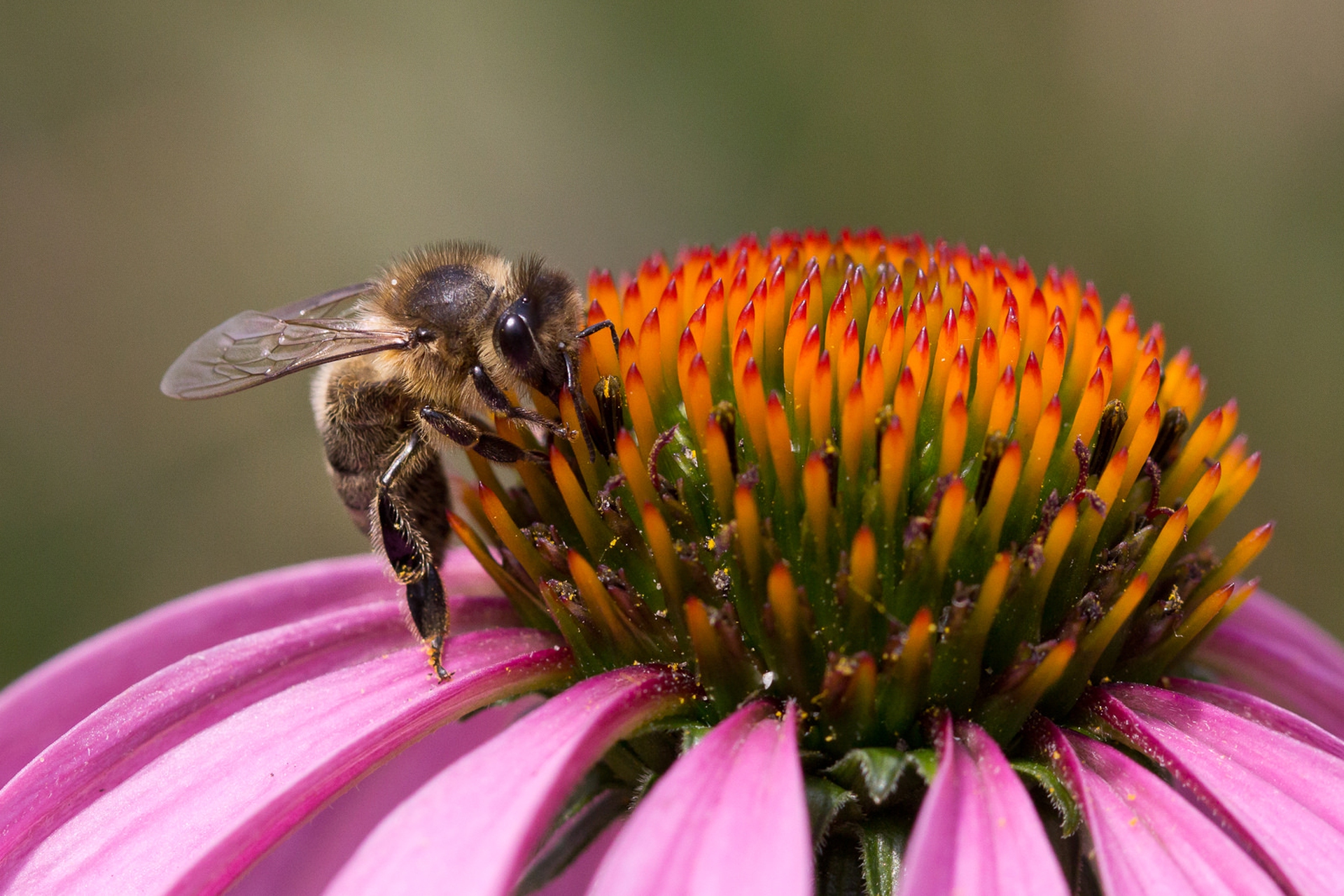 US beekeepers lost half their honeybees last year